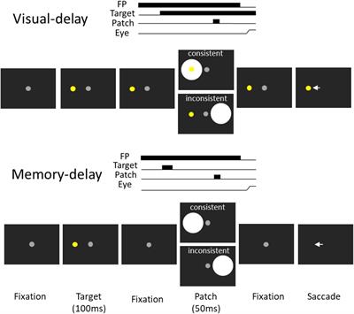 Investigating the role of human frontal eye field in the pupil light reflex modulation by saccade planning and working memory